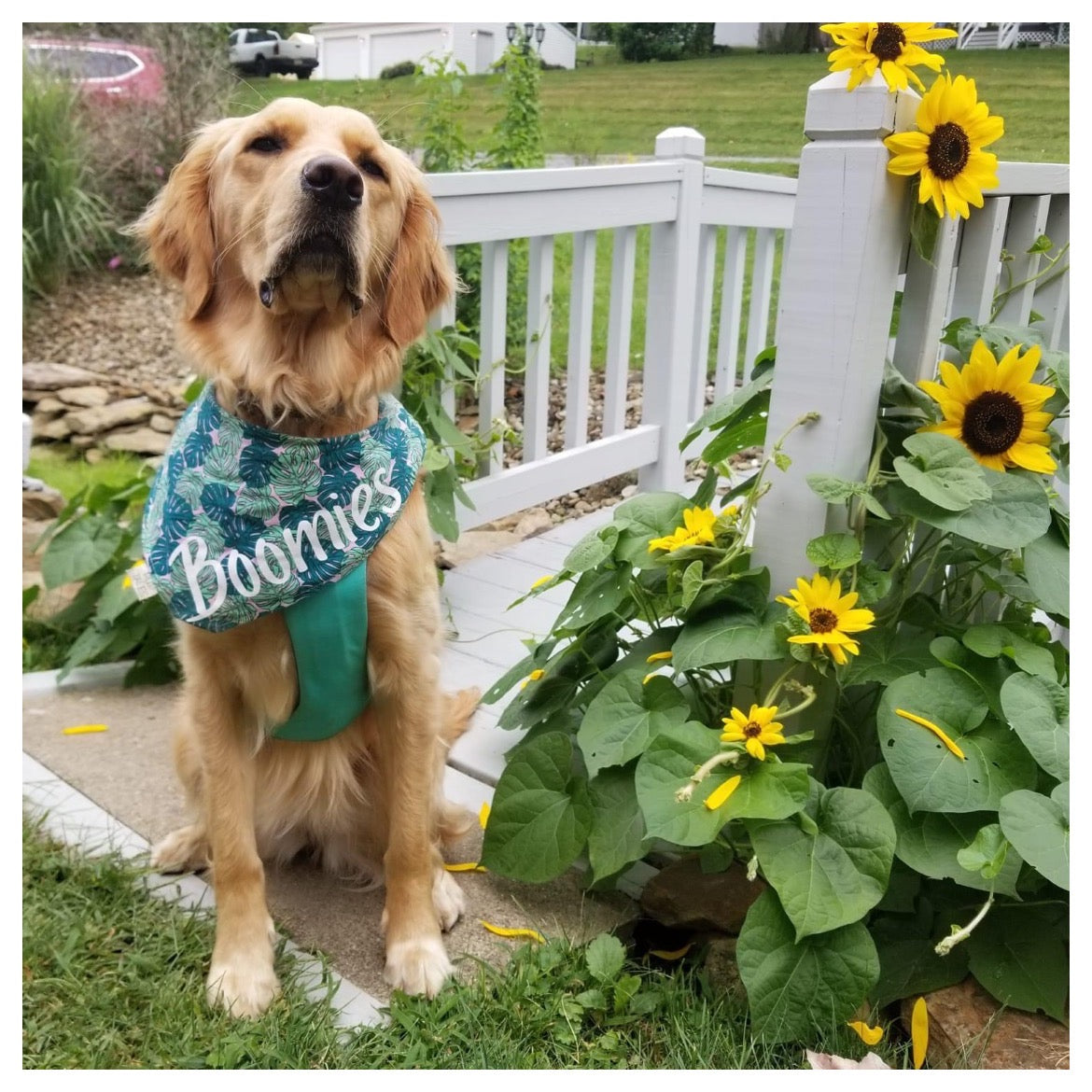 Pittsburgh Pirates Dog Bandana - Dress Up Your Pup